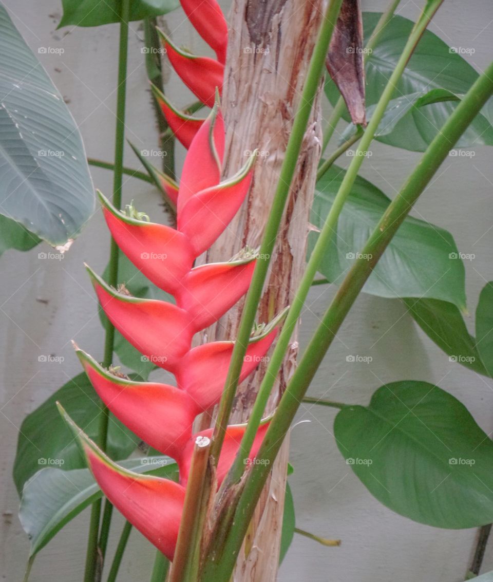 Botanical Plant