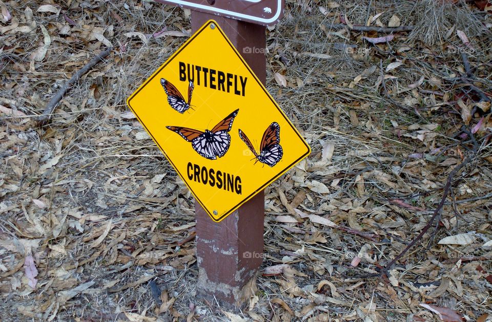 Butterfly crossing