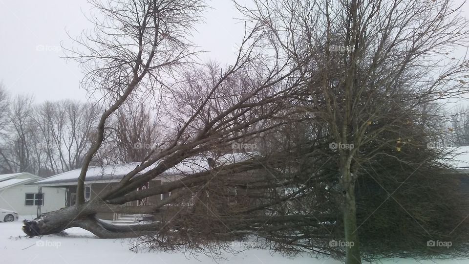 Winter, Tree, Landscape, Wood, Snow