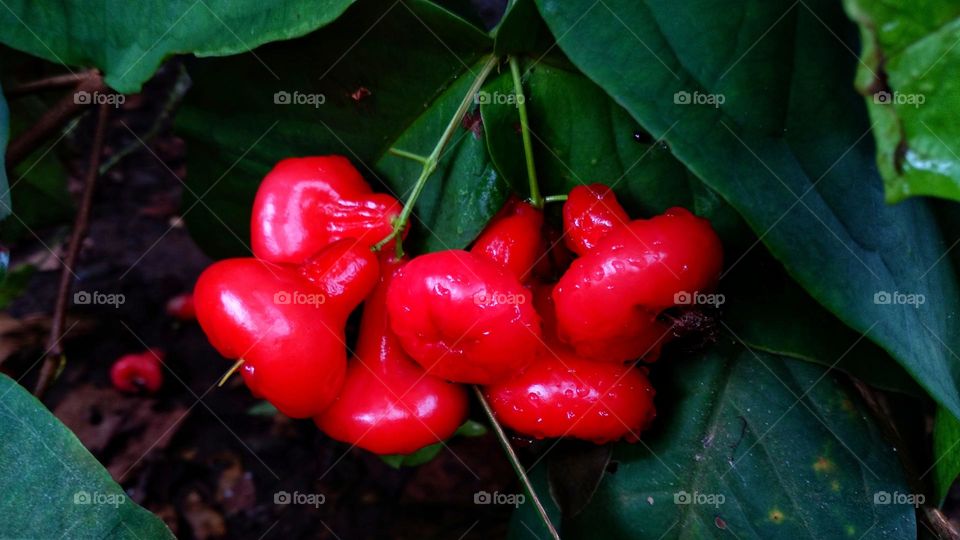 Red guava ready to be harvested