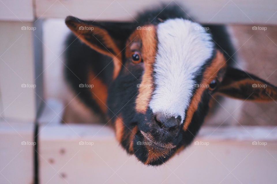 Goat In The Barnyard, Goat making a silly face, clowning around in the barn, cute goat face, expression on a goat’s face, playing with goats, silly time in the barn 