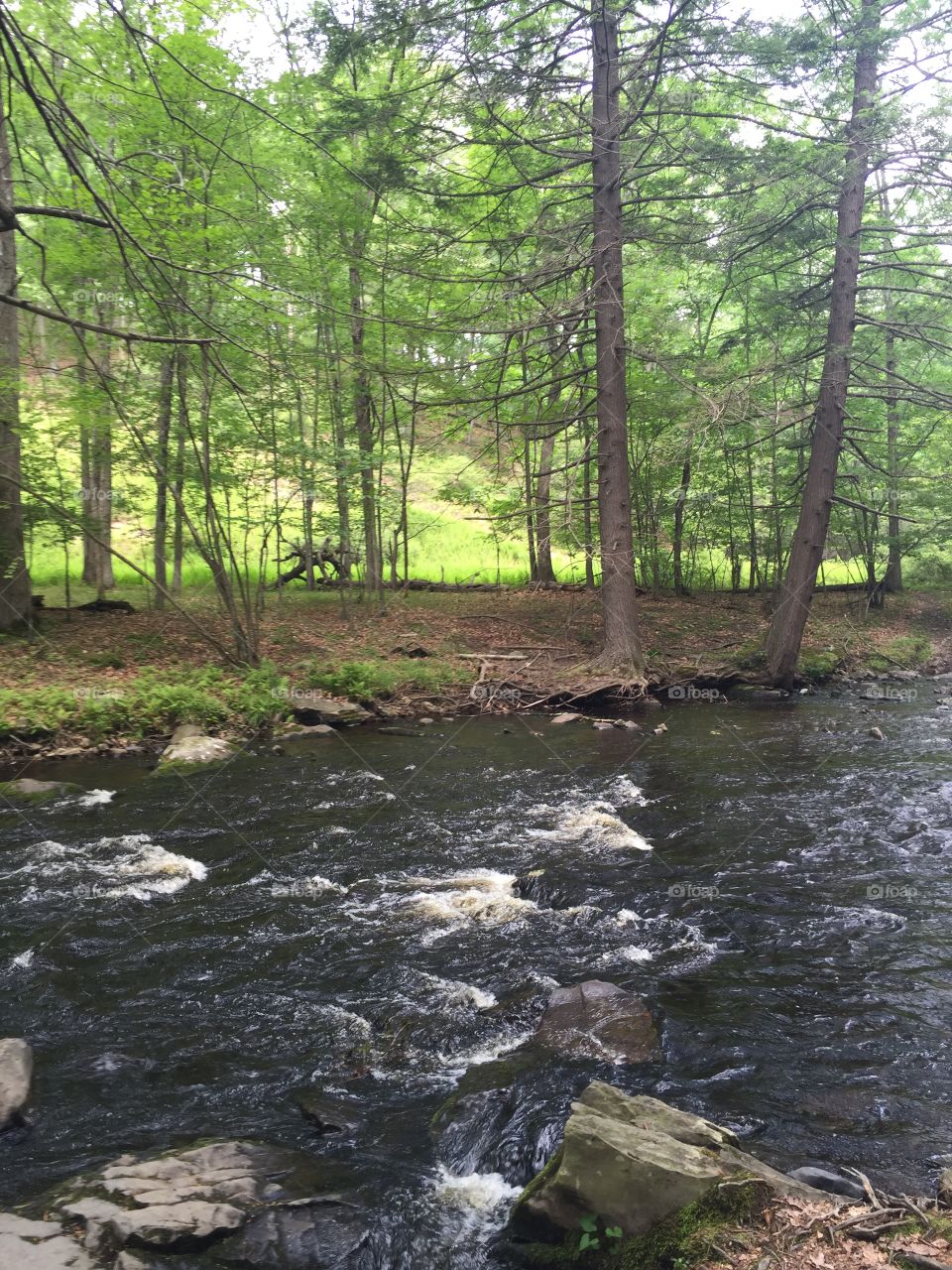 Water, Nature, Landscape, No Person, Wood