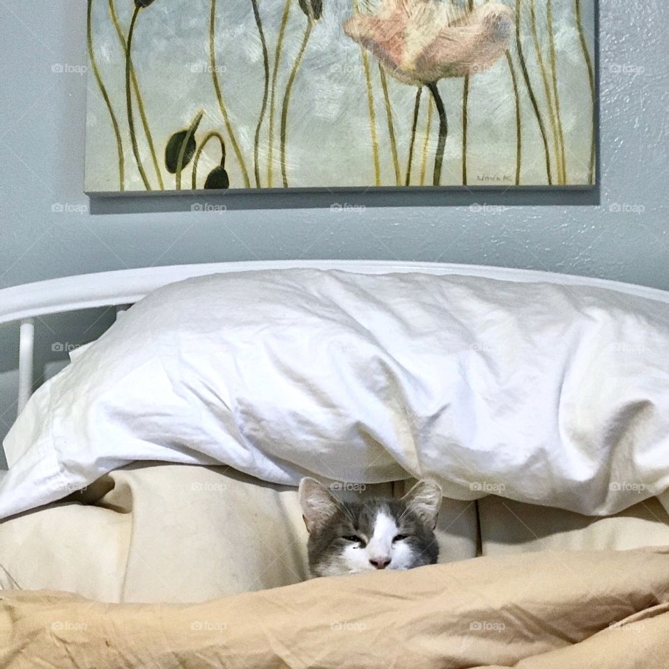 Wally snuggling under the covers and getting all sleepy and cozy!