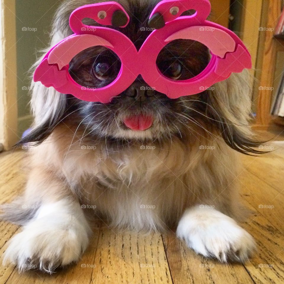 Flamingo Shades  . Flamingo Shades on a Pekingese  