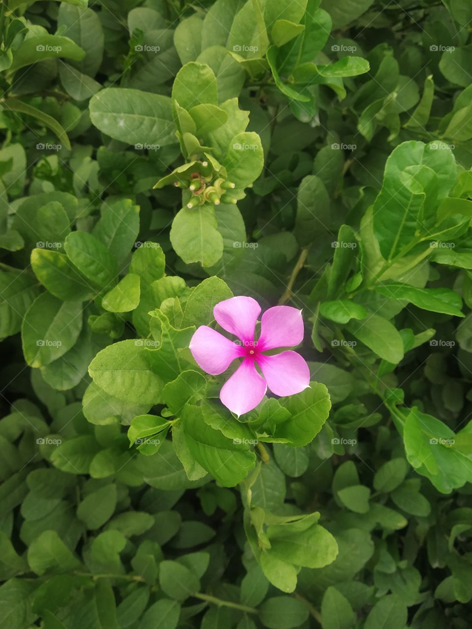 flower on the leaves.