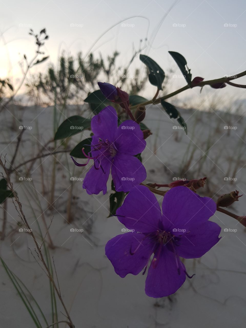 Flowers / Dunes