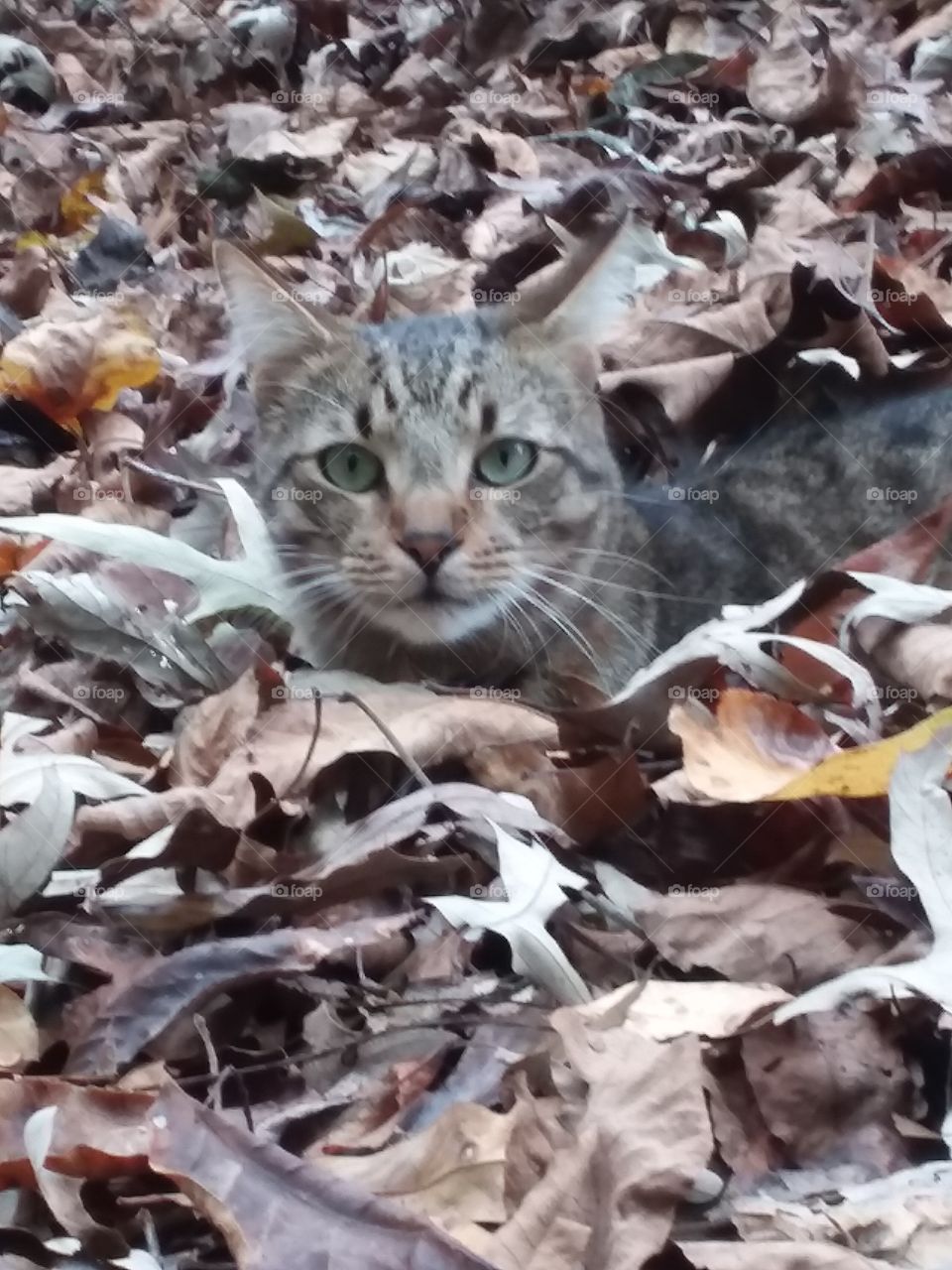 Beautiful cat in a pile of leaves