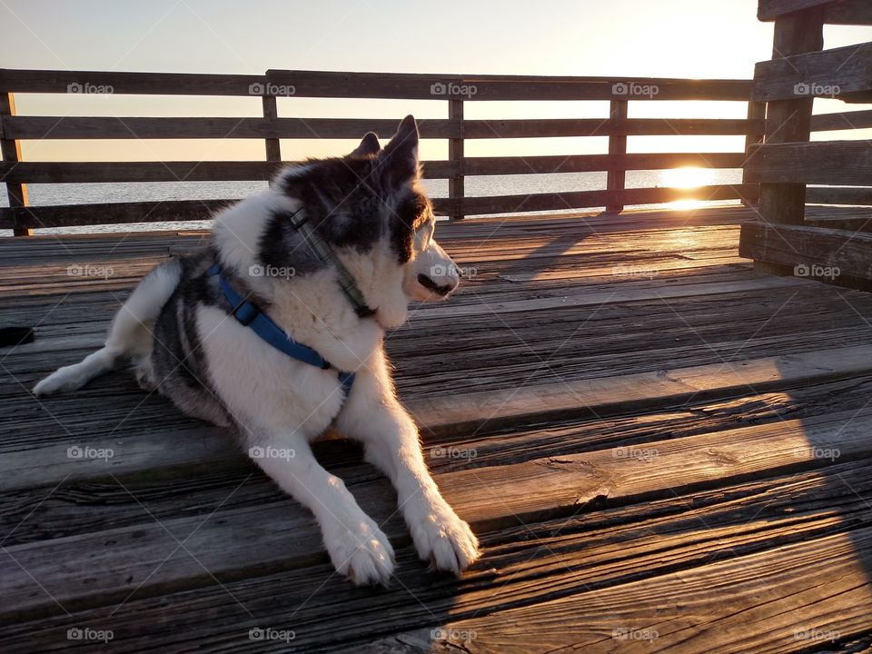 Husky and the Horizon