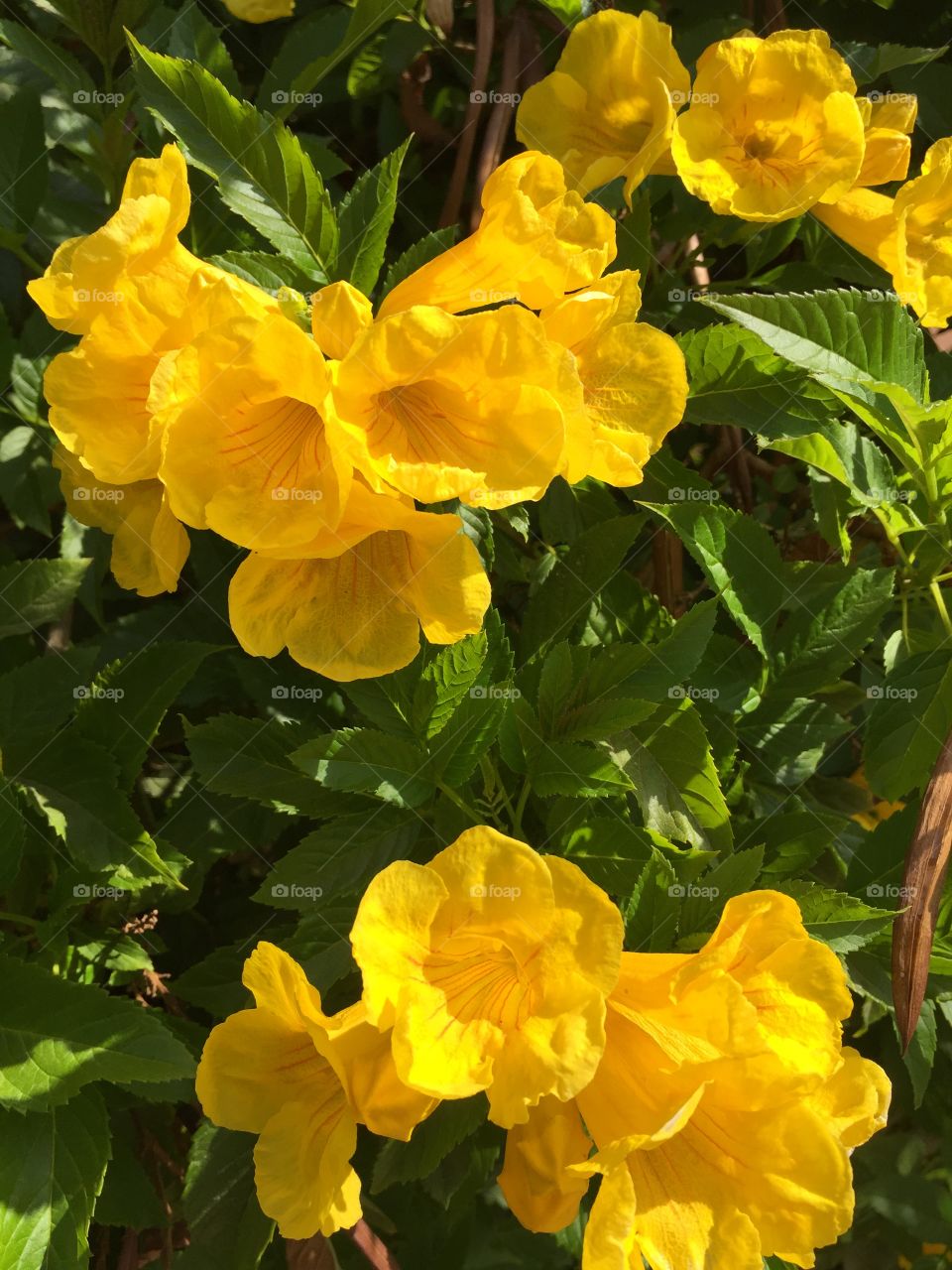 Pretty flowers 