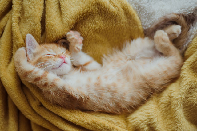 cozying at home