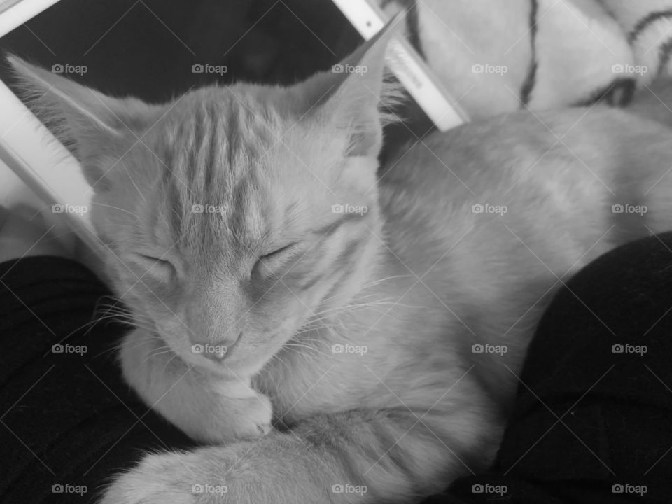cat sleep. tablet Samsung