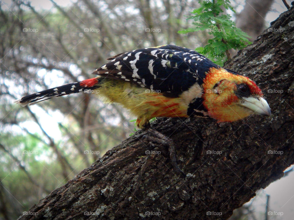 bird woodpecker south africa courious by Bea