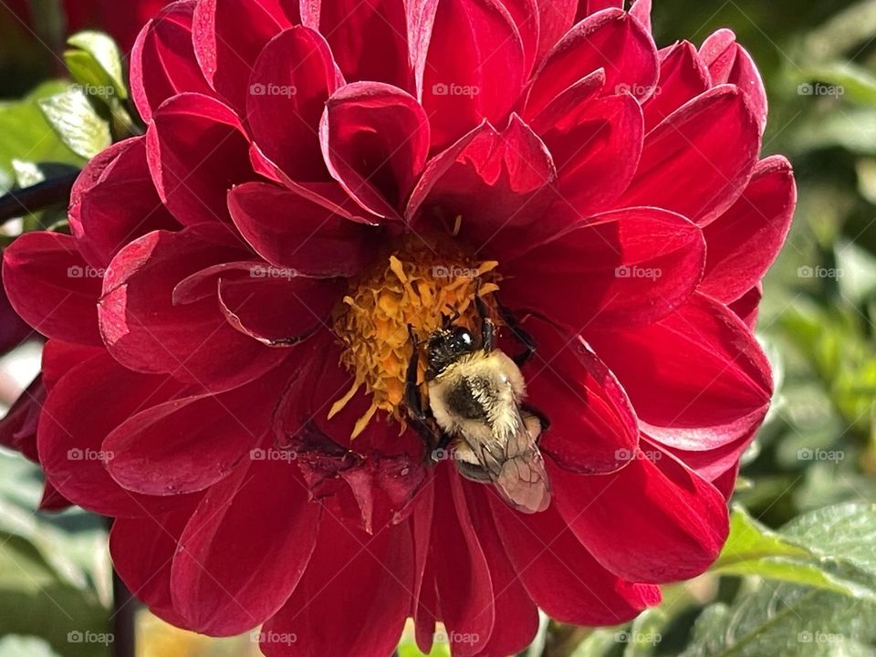 Bee 🐝