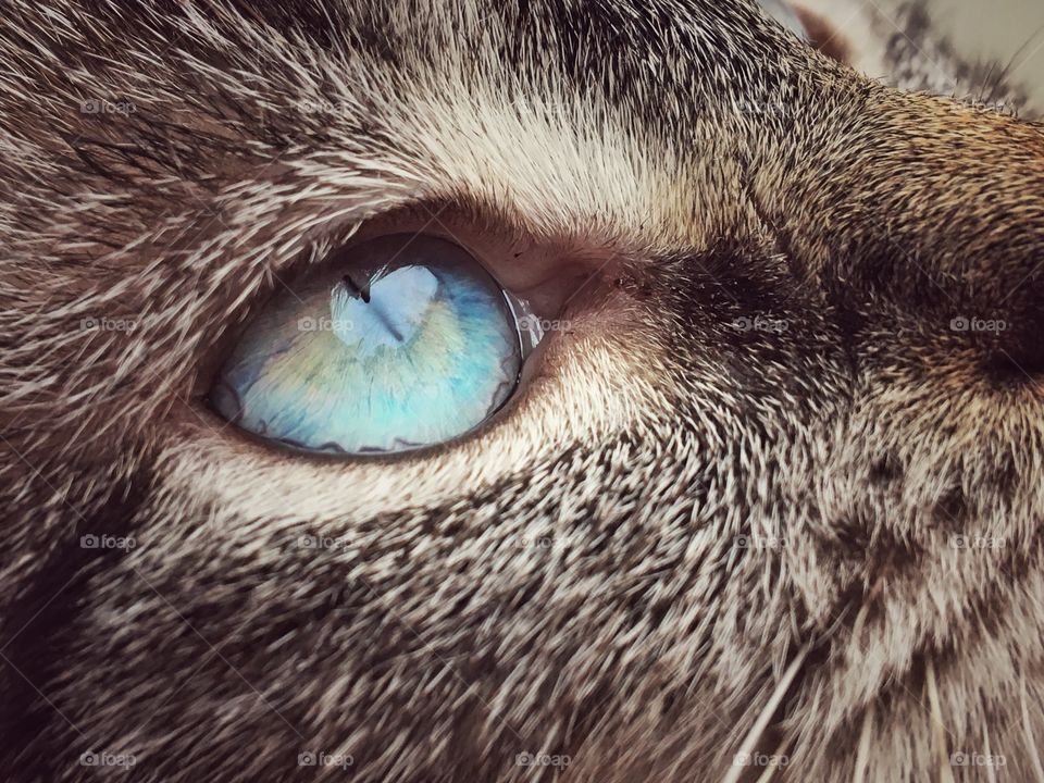 Our kitty Carlie's beautiful blue eye