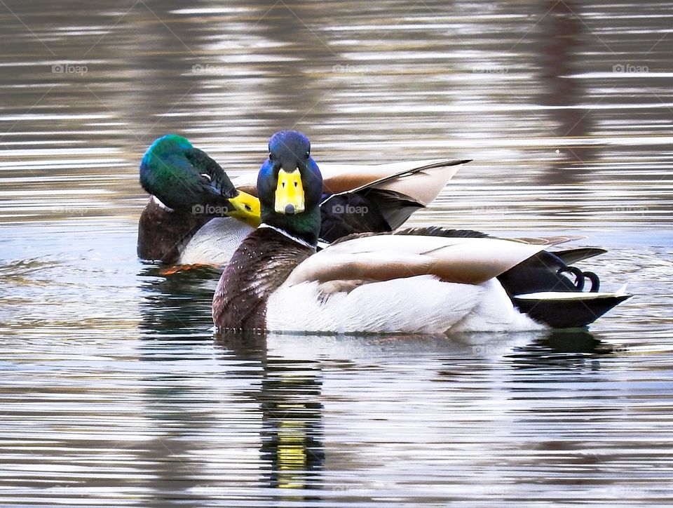Bower Ponds In Red Deer