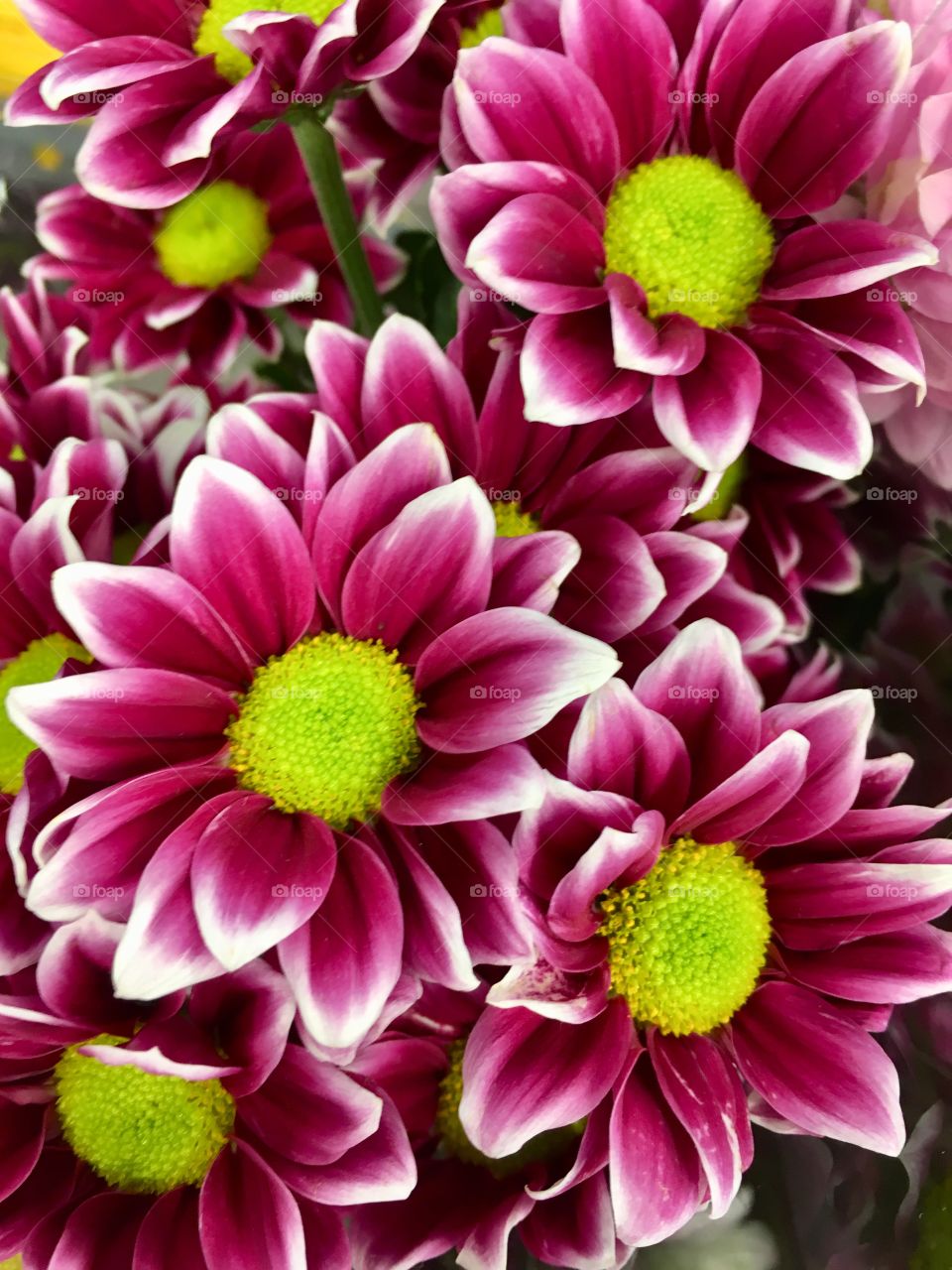 Beautiful flowers 