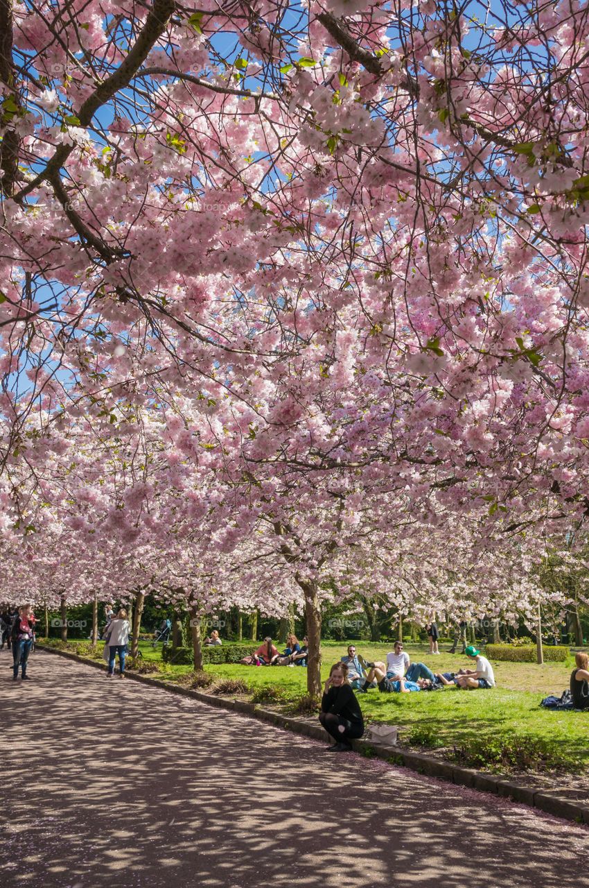 Pink park