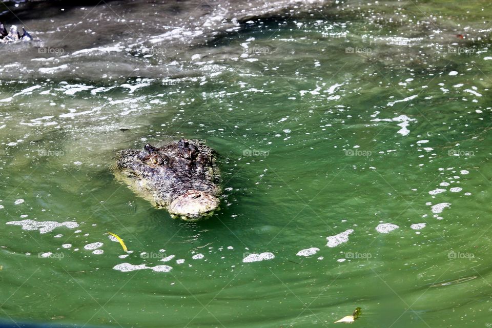 Crocodile 