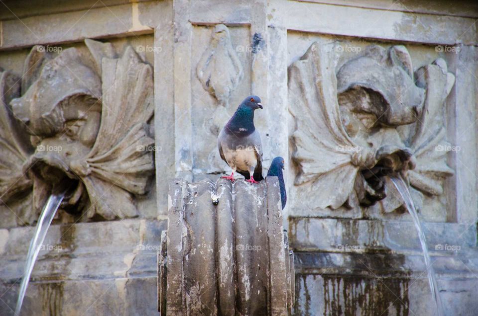 pigeon seating on the monument