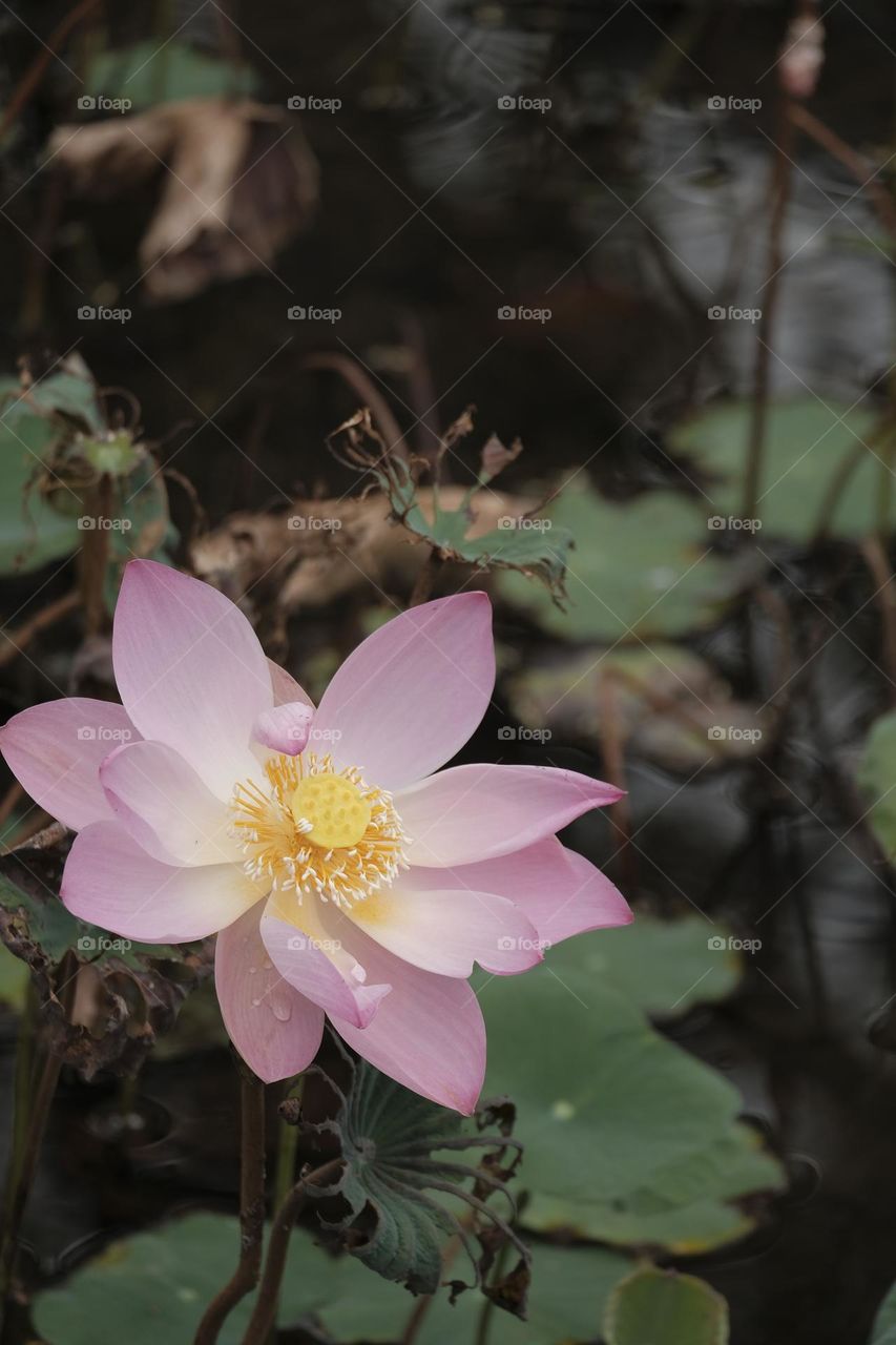 beautiful blooming lotus flower with a green leaves background during summer.