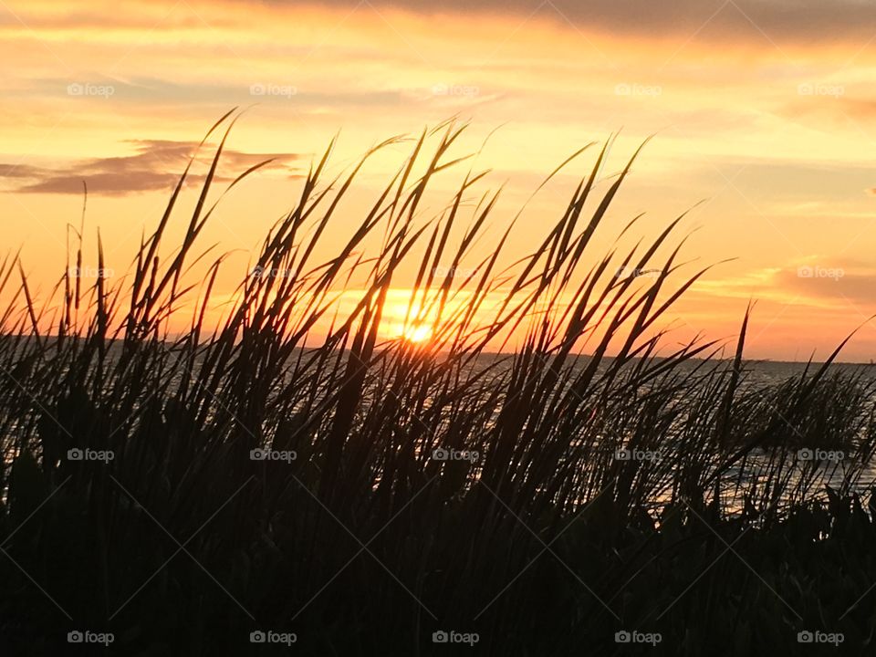 Beautiful sunset with the sun through reeds and water