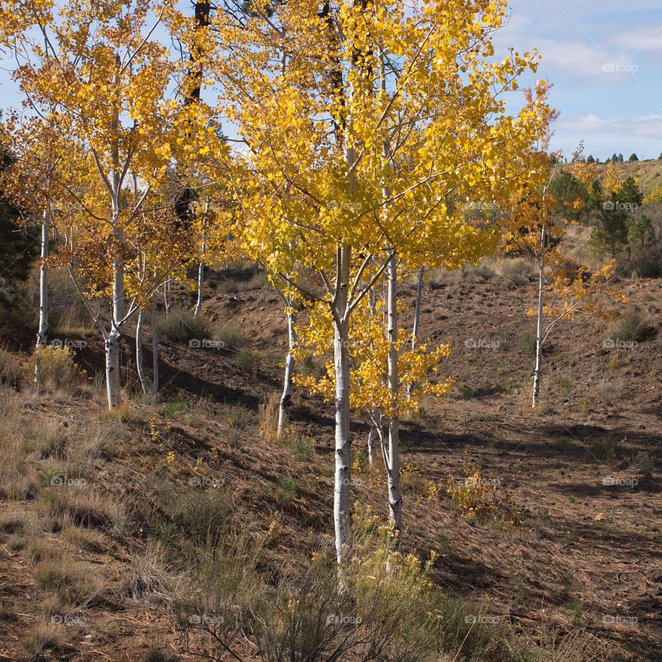 Aspen trees that have beautiful golden leaves sit in a gully in Central Oregon on a sunny fall day. 
