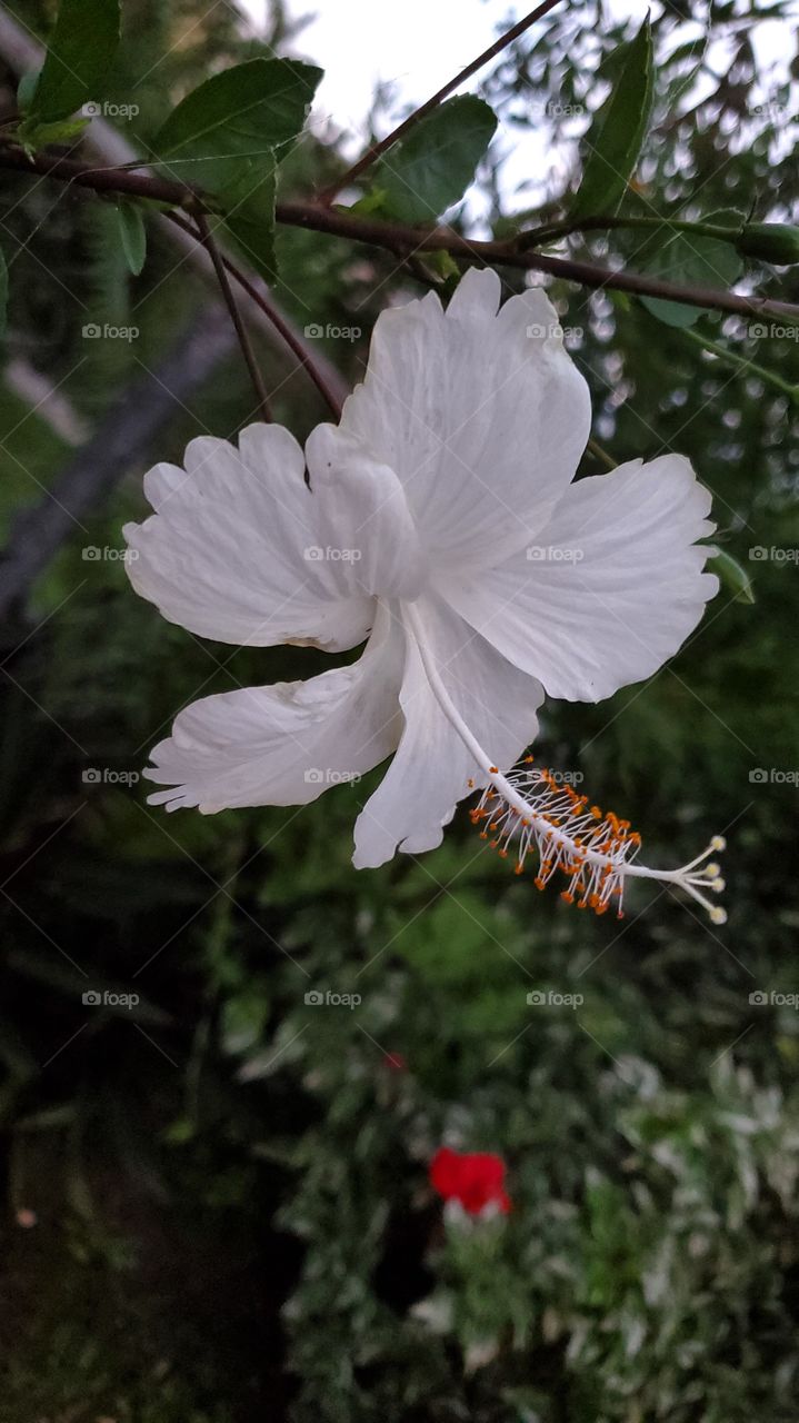 exotic white hibiscus