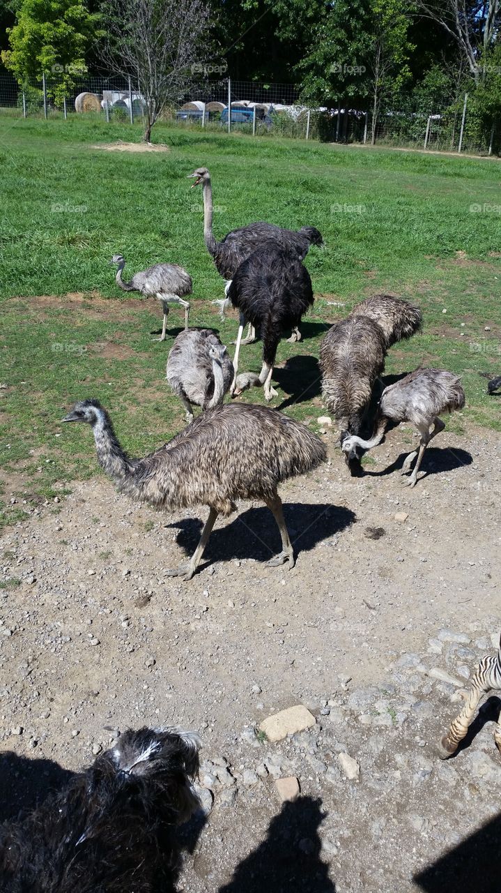 Emu and Ostrich