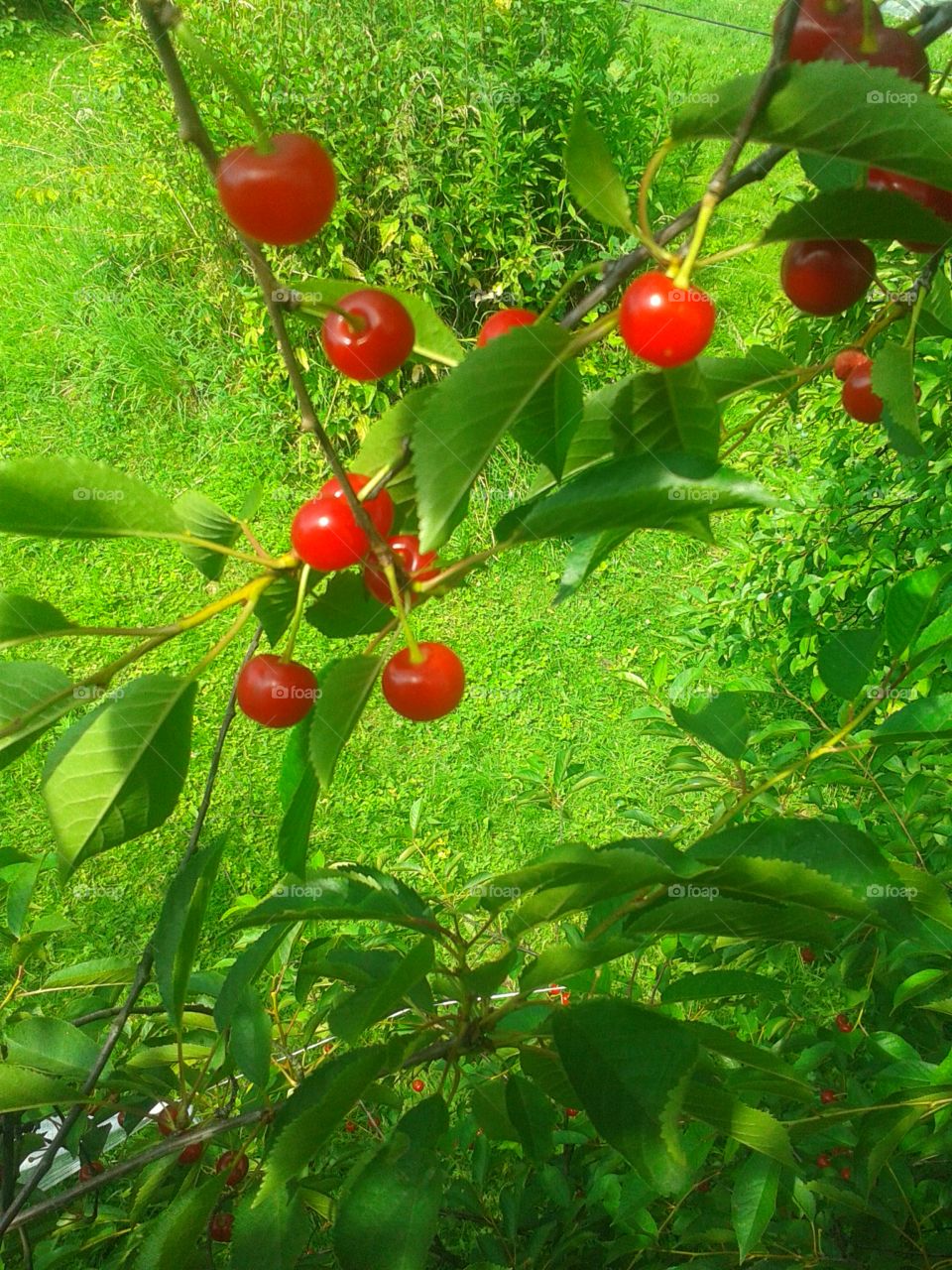 Cherry