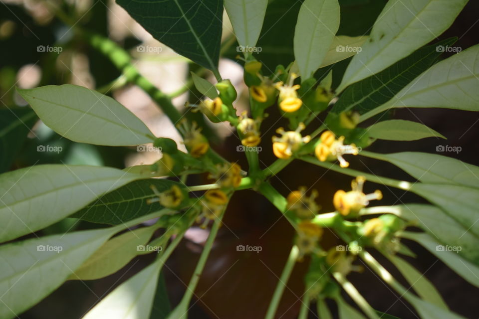 Look at the leaf colour