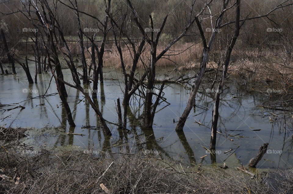 Swampy area with old dry trees