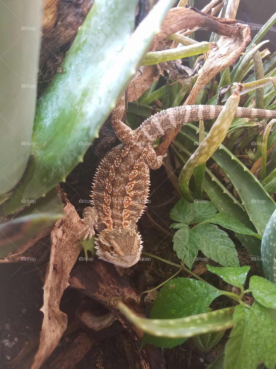 bearded dragon baby lizard