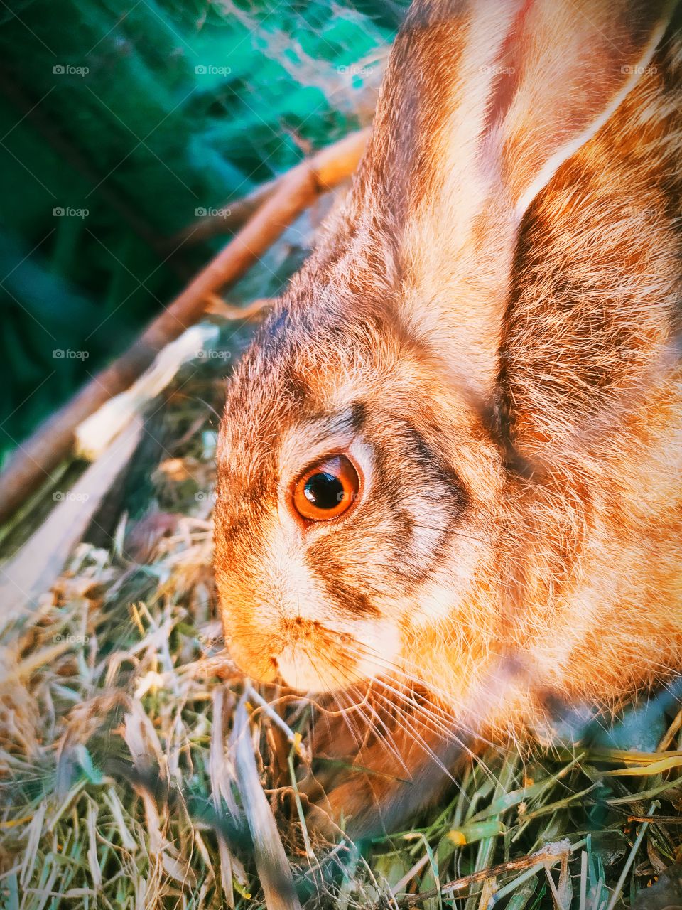Rabbit Close-Up  photo shot on camera