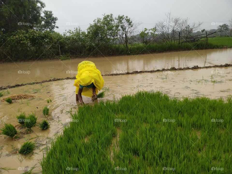 one woman work in farm