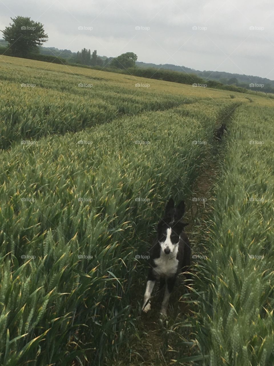 Collies running through English wheat field 