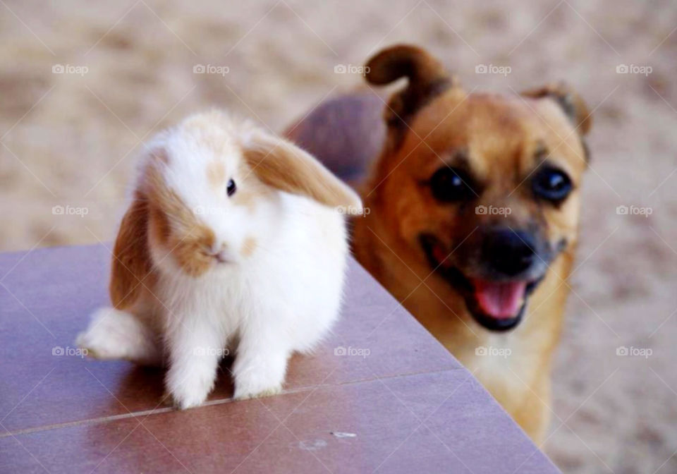 dog rabbit friends happy by arman