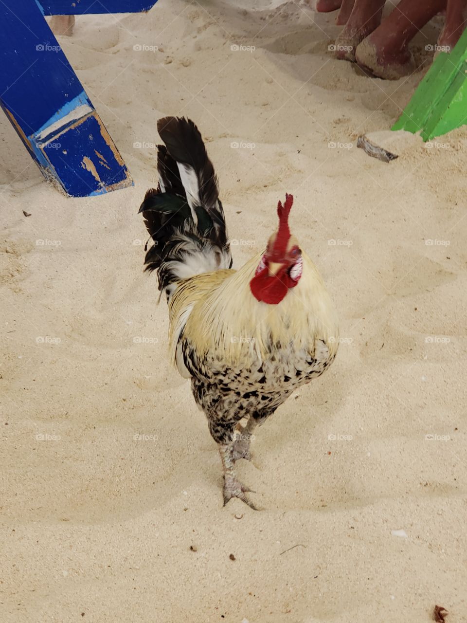 Yes, That is a ROOSTER