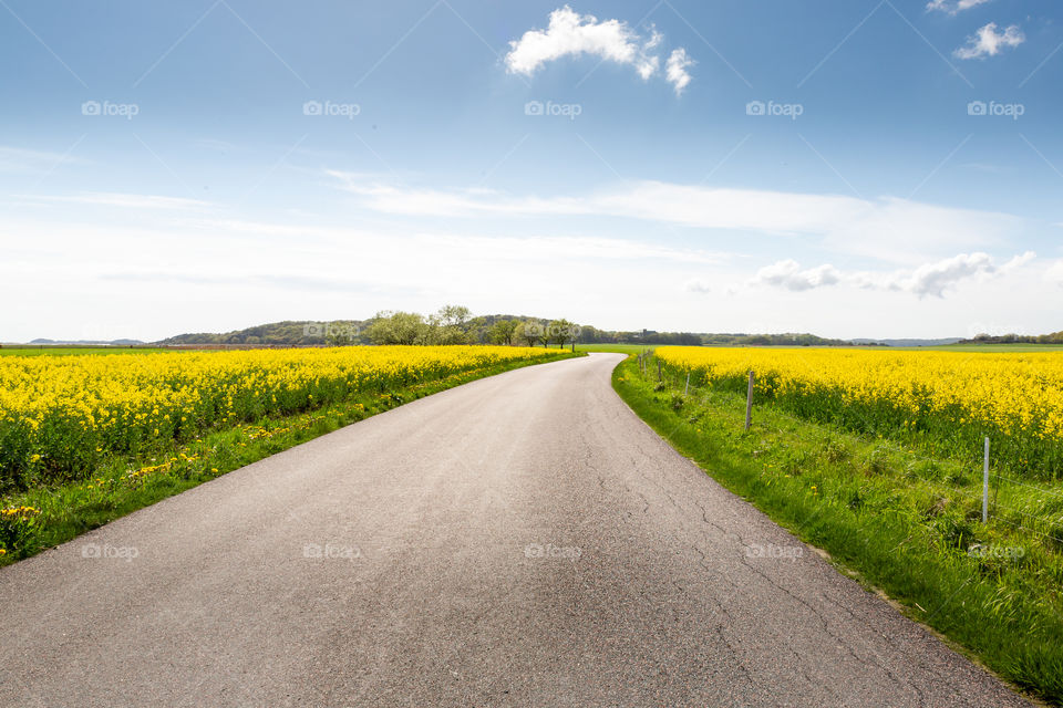 Road between two yellow blooming rapeseed fields in the Swedish countryside on a beautiful summer day with blue sky 