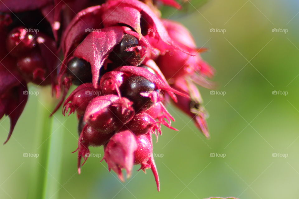 Lycesteria formosa close up of berries