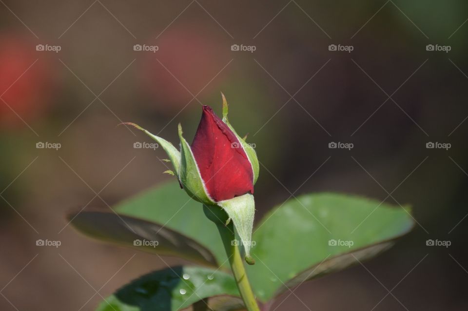 Ah, summer time... ❤️🌹❤️