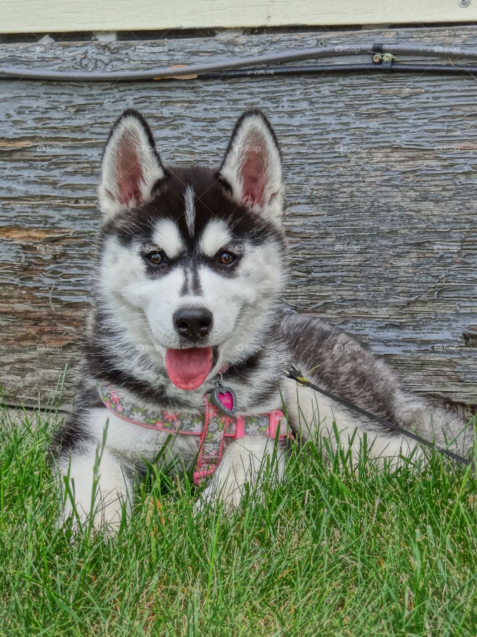 Siberian husky puppy pretty in pink. my grandfurbaby- Sky. A sweet fluffy Siberian husky puppy only 3 months old.