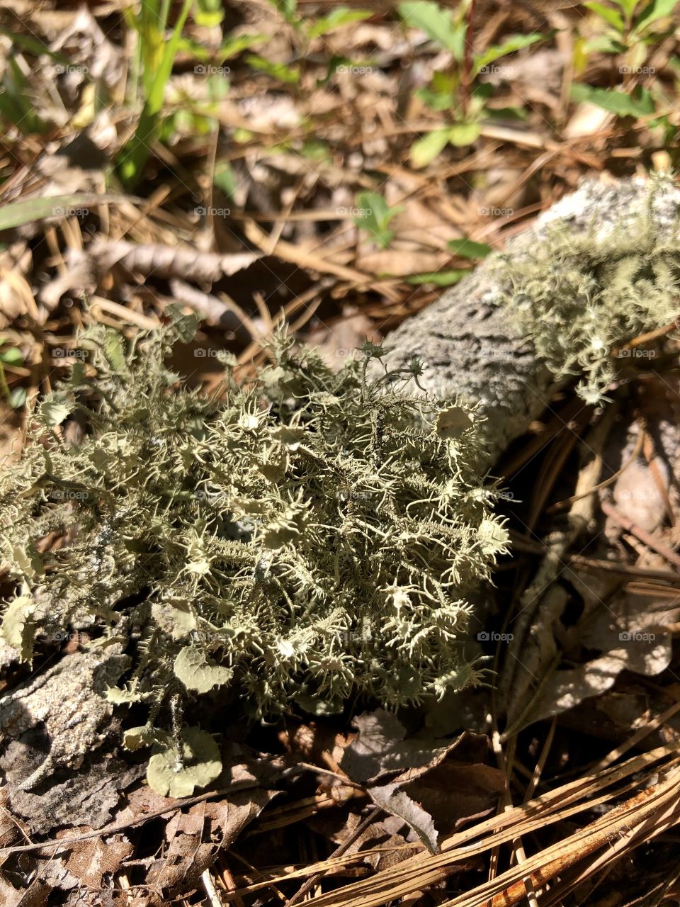 Closeup of gray-green lichen