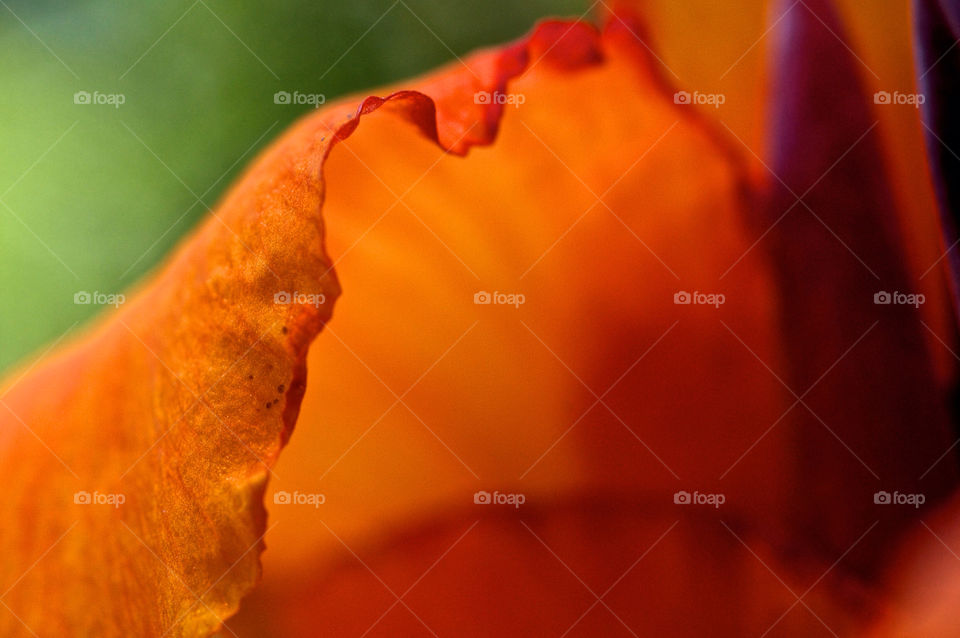 nature flower macro closeup by resnikoffdavid