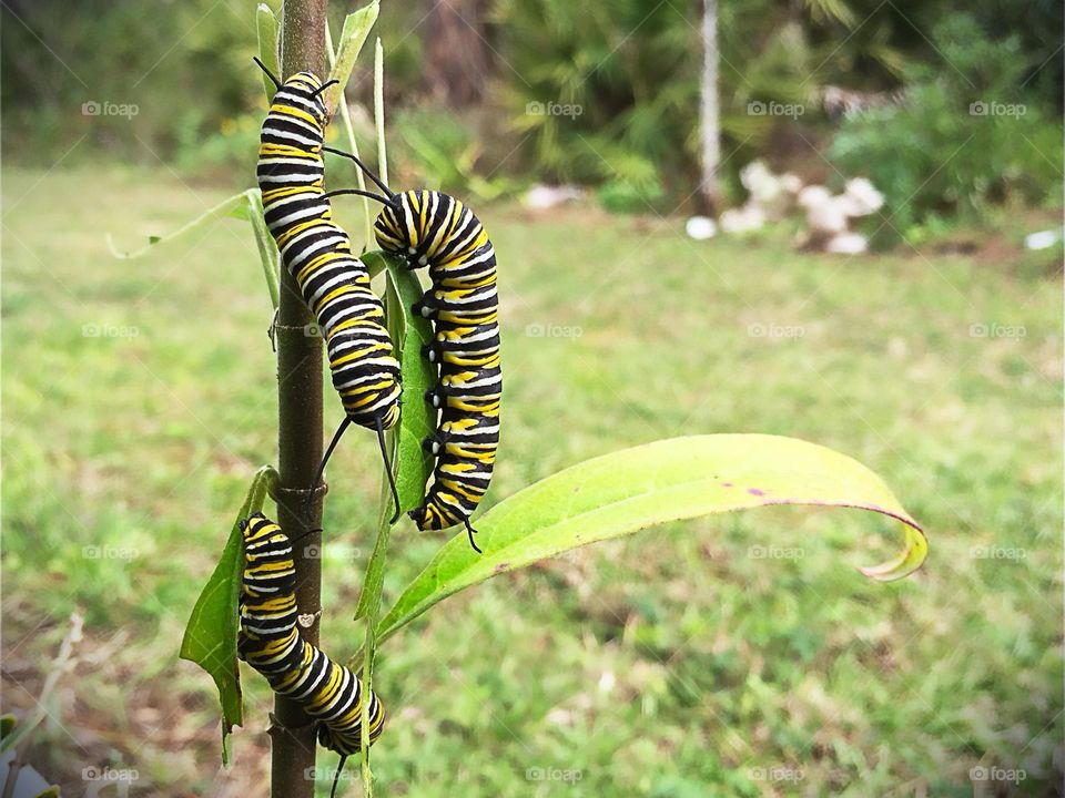 A trio of striped caterpillars in the Springtime.