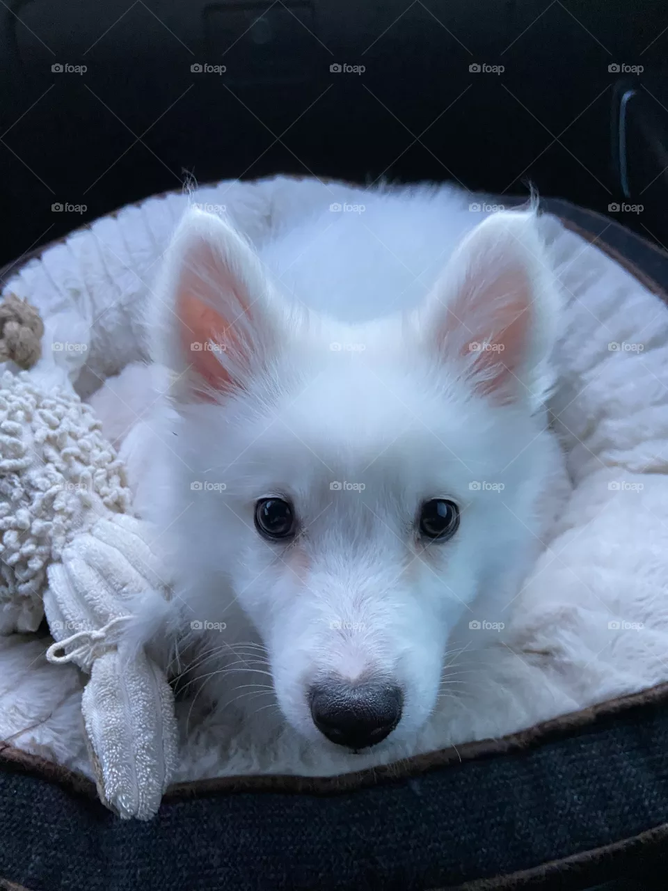 Foof ball
