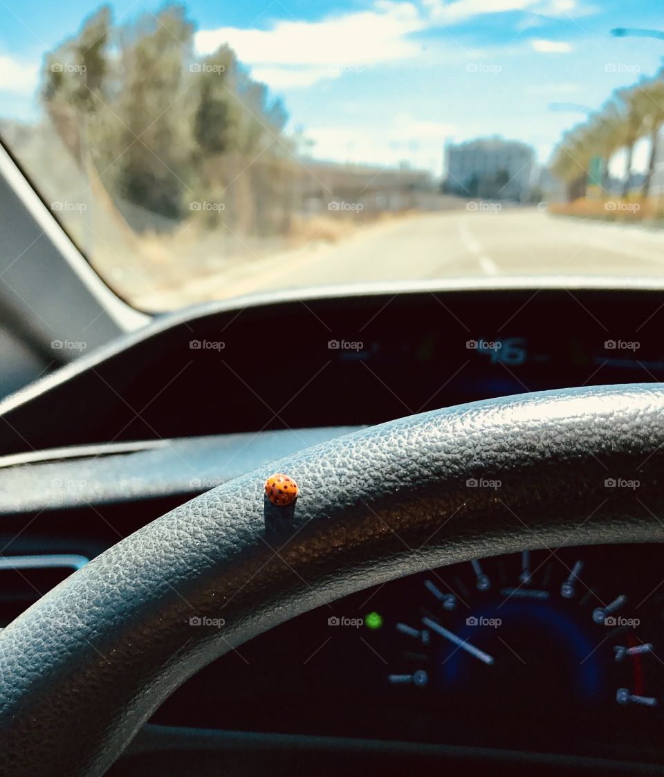 On the road with a ladybug