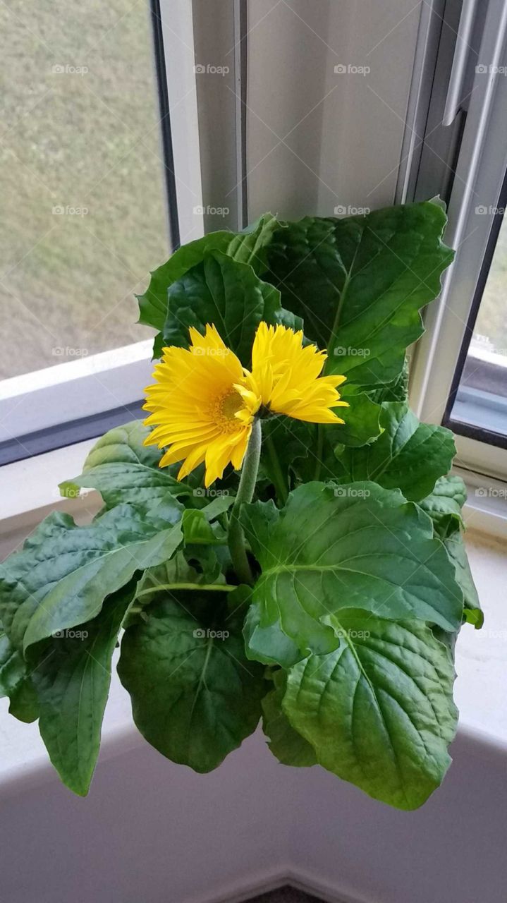 Siamese Twins Conjoined Yellow Flower