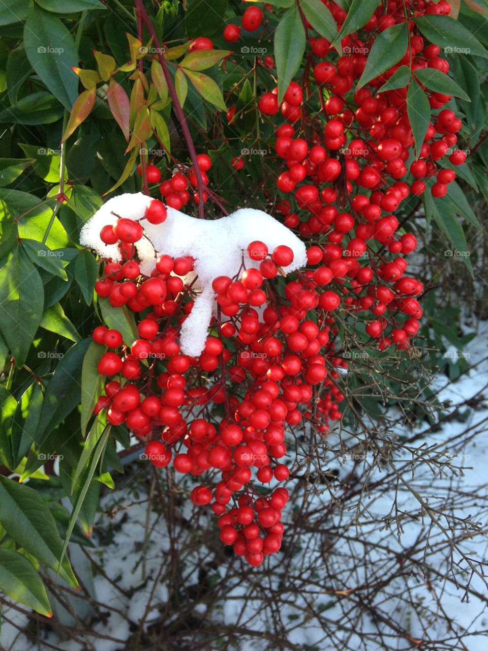 Bright red berries