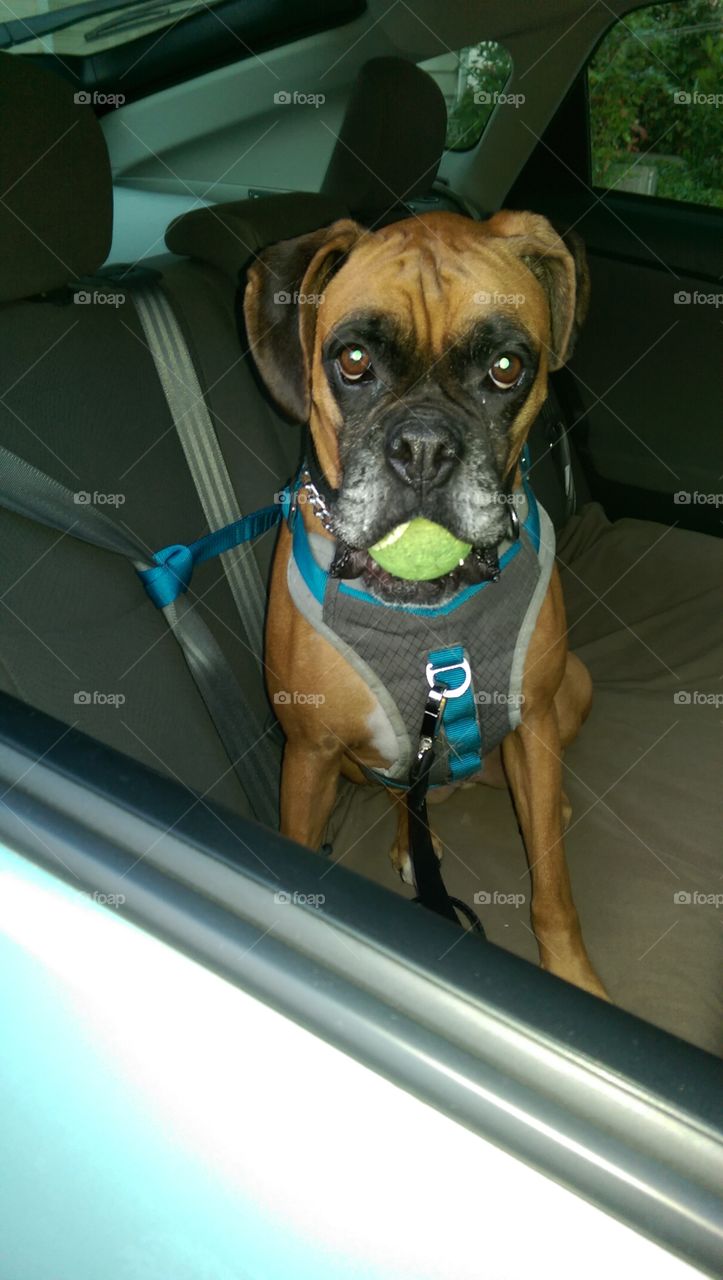 Dog, Pet, Mammal, Canine, Portrait