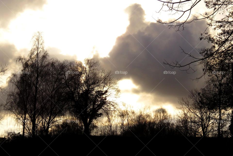 tree in clouds